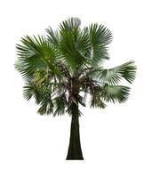 Palm tree isolated on white background with clipping path photo