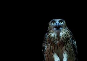 The Malay Fish Owl in the dark photo