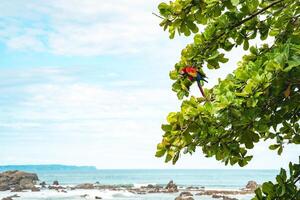 The green-winged macaw on a tree  by the ocean photo