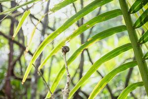 The tiny Ecuadorian Hermit Crab on a branch in the jungle of Corcovado National Park in Costa Rica photo