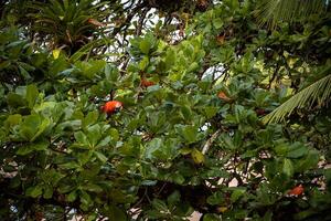 el de alas verdes guacamayo oculto en el árbol corona foto