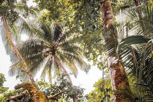 retro palma árbol en el selva foto