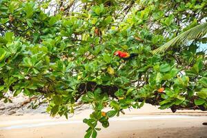 The red-and-green macaw on a tree on the beach photo