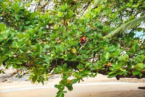 The red-and-green macaw on a tree on the beach photo