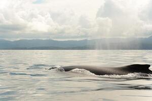 A Humback whale at sunset in Drake Bay, Costa Rica photo