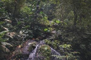 Inside the jungle of Corcovado National Park, Costa Rica photo