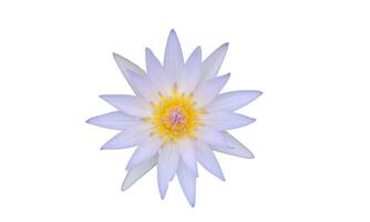 blanco loto flor en un blanco antecedentes foto