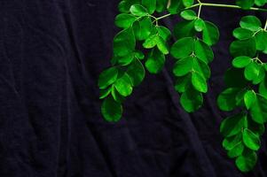 moringa hojas en un negro antecedentes foto