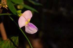 focus on the flower of the long bean plant photo