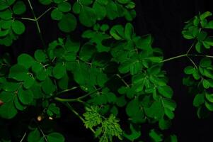 Moringa leaves on a black background photo