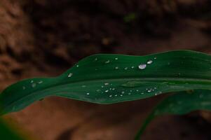 corn leaves with traces of raindrops photo