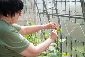 Elderly woman gardener ties the green tendrils of cucumbers to a net in a polycarbonate greenhouse, spring gardening photo
