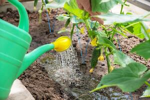 jardinero aguas joven Pepino plántulas en un invernadero en nutritivo suelo con un riego poder, crece vegetales foto