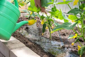 jardinero aguas joven Pepino plántulas en un invernadero en nutritivo suelo con un riego poder, crece vegetales foto