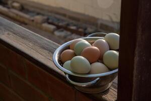 colander with fresh organic chicken eggs of different colors, collected in chicken coop, on the railing of garden house photo