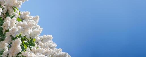 branch of white lilac against a background of blue and clear sky, ornamental bushes blooming in early spring photo