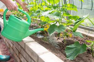 jardinero aguas joven Pepino plántulas en un invernadero en nutritivo suelo con un riego poder, crece vegetales foto