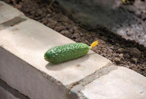 First harvest of one green cucumber grown in spring in a polycarbonate greenhouse, food crisis photo