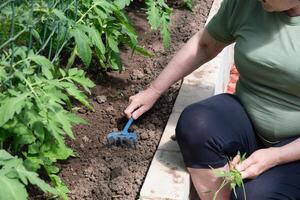 mayor mujer jardinero afloja el suelo con mini rastrillo en cama con verde tomate plántulas en policarbonato invernadero foto