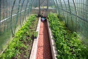 Tomato seedlings and fresh spinach grown in a polycarbonate greenhouse on organic soil in a small household photo