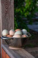 colander with fresh organic chicken eggs of different colors, collected in chicken coop, on the railing of garden house photo