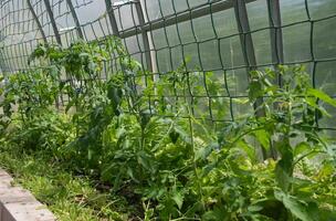 young and healthy tomato seedlings in a polycarbonate greenhouse to obtain a large harvest, spring seasonal work photo