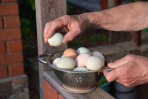 elderly man holding a colander with fresh organic chicken eggs of different colors collected in a chicken coop photo