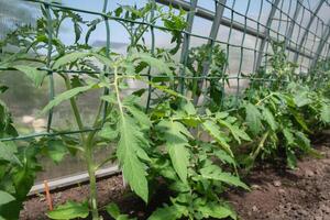 young and healthy tomato seedlings in a polycarbonate greenhouse to obtain a large harvest, spring seasonal work photo