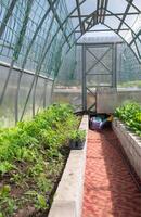 Tomato seedlings and fresh spinach grown in a polycarbonate greenhouse on organic soil in a small household photo