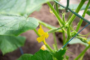 floreciente Pepino planta, amarillo hembra flor con minúsculo Pepino ovario en policarbonato invernadero, eco vegetales foto