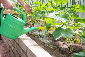 jardinero aguas joven Pepino plántulas en un invernadero en nutritivo suelo con un riego poder, crece vegetales foto