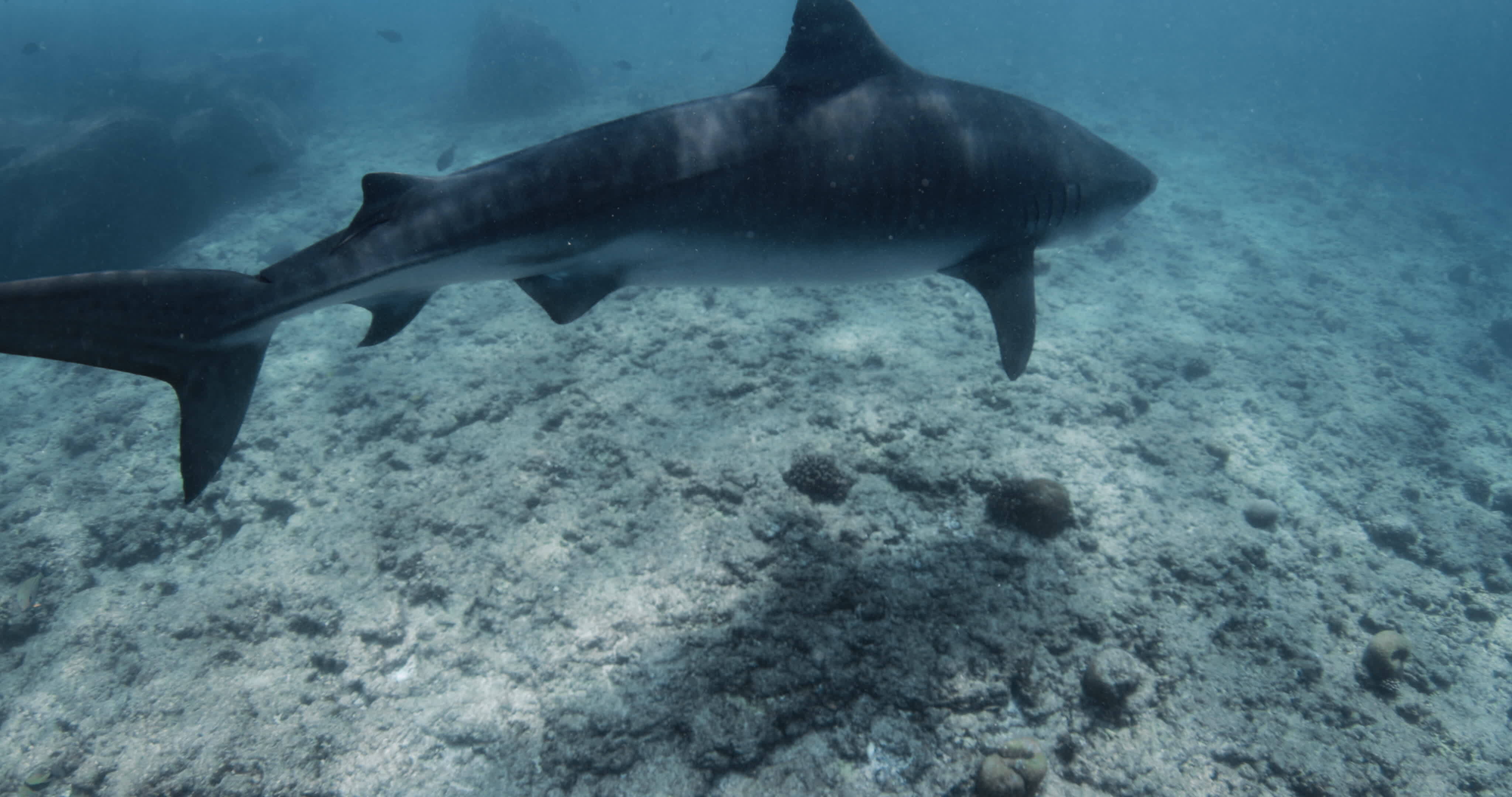 Large tiger shark swimming in blue ocean. Diving with Tiger sharks in