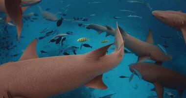stänga upp se av grupp av sjuksköterska hajar med tropisk fiskar under vattnet i blå hav. långsam rörelse video