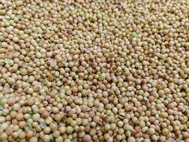 Dried Coriander Organic Top View Texture Background - Coriandrum sativum photo