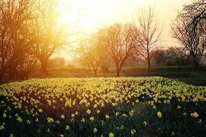 Beautiful Daffodils Narcissus Field in Sunset photo