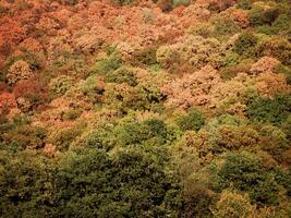 bosque de montaña de otoño foto