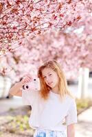 sakura or cherry blossom in spring season with full bloom pink flower travel concep photo