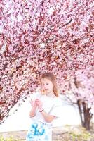 park in springtime cherry blossom bloom season photo
