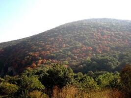 bosque de montaña de otoño foto