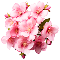 AI generated Cherry blossom Cream Skin Flower png