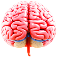 ai generado cerebro anatomía dibujo png