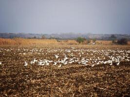 Field with Seagulls photo