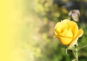 Beautiful yellow rose flowers background photo