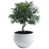 AI generated Plant in white round ceramic pot isolated on transparent background png