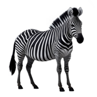 AI generated Happy young zebra isolated on transparent background png