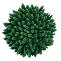 AI generated Top view of green  shrub  isolated on transparent background png