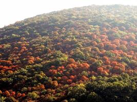 bosque de montaña de otoño foto