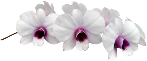 skönhet orkide blomma blomma isolerat Skära ut png
