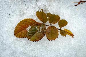 Green and yellow rose leaf lying on white textured snow in late winter or early spring photo