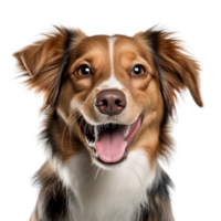 ai gerado muito feliz sorridente cachorro retrato isolado em transparente fundo, criada com generativo ai png